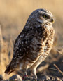 Burrowing Owl resources and Facts