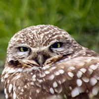 Burrowing Owl Photos
