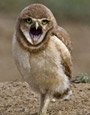 Burrowing Owl Sounds and Burrowing Owl Resources