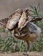 How to Help Burrowing Owls