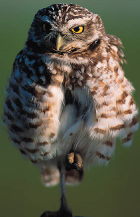 Burrowing Owl Conservation Network - Western burrowing owls